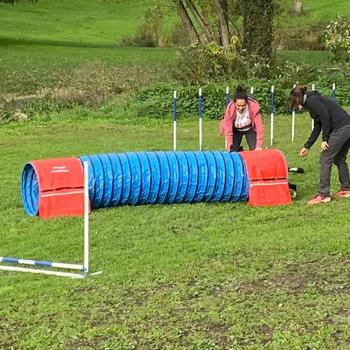 L'Initiation à l'agility pour le chien