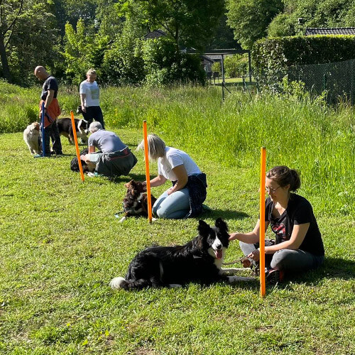 L'éducation du chien